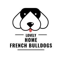 Cute French Bulldogs For Sale in Philadelphia image 1